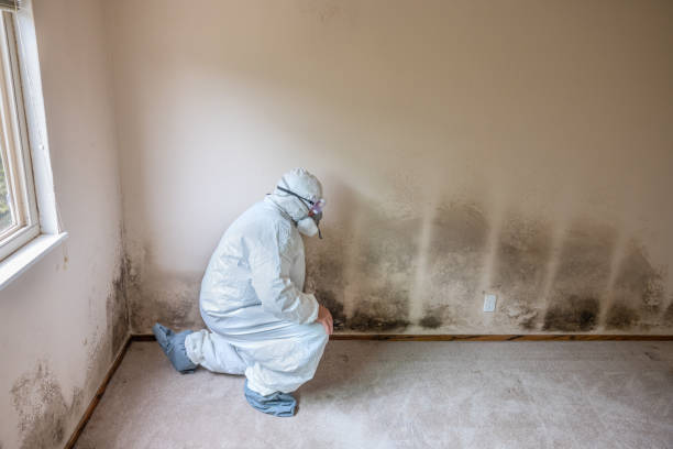 Why You Should Choose Our Mold Remediation Services in Alexandria, MN